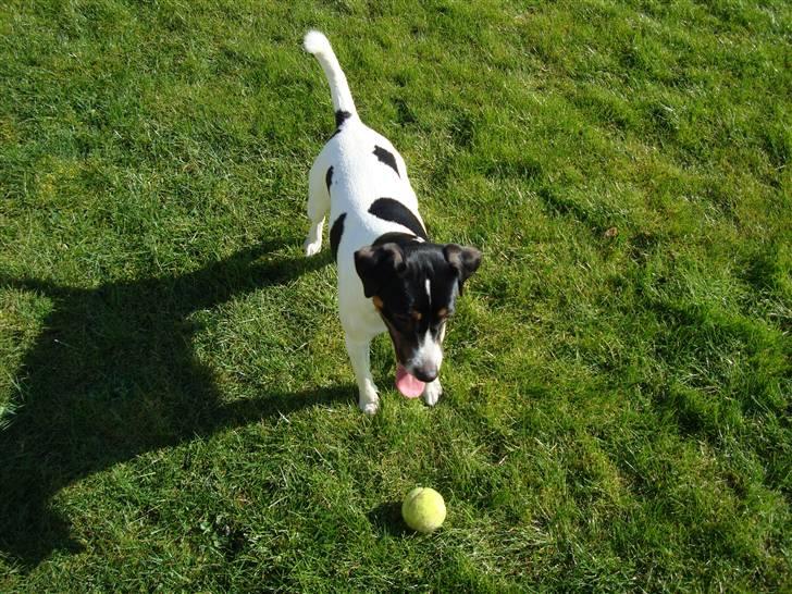 Dansk svensk gaardhund Corvette-Big-Mag - Og så til desserten , ja tak billede 18