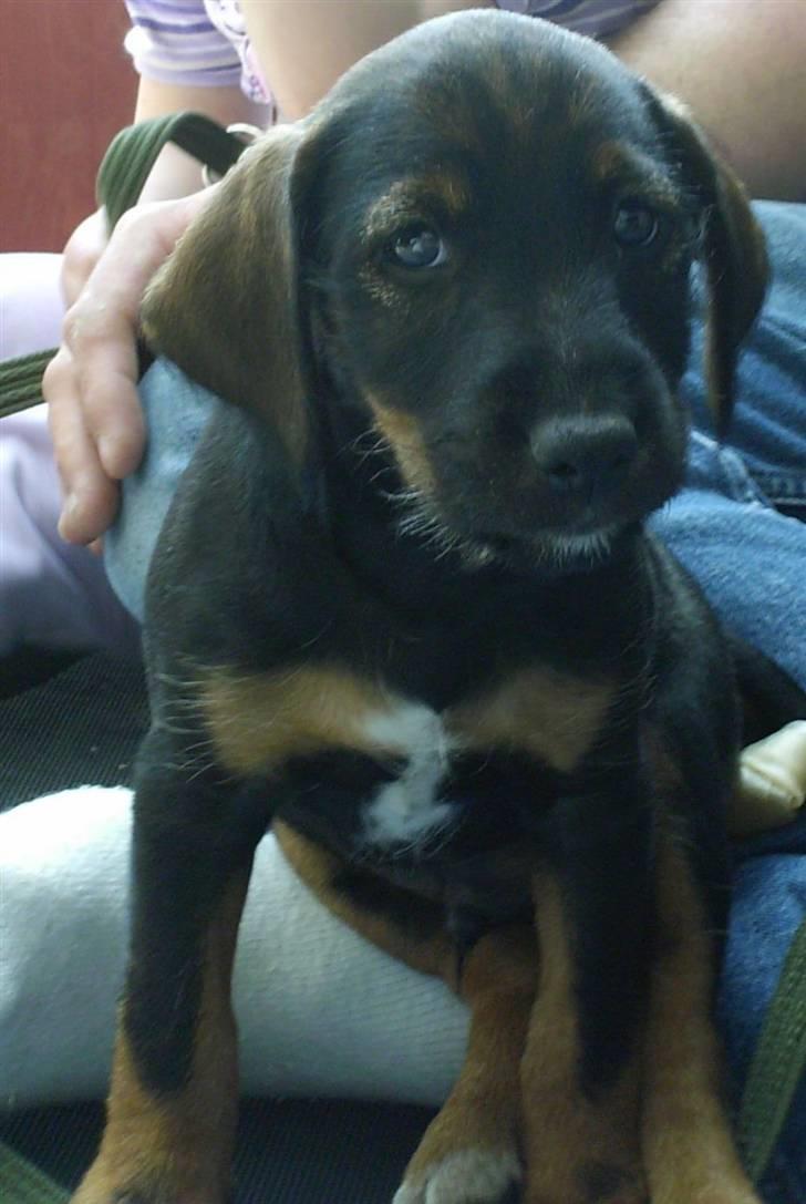 Blanding af racer King - Så lille og sød billede 8