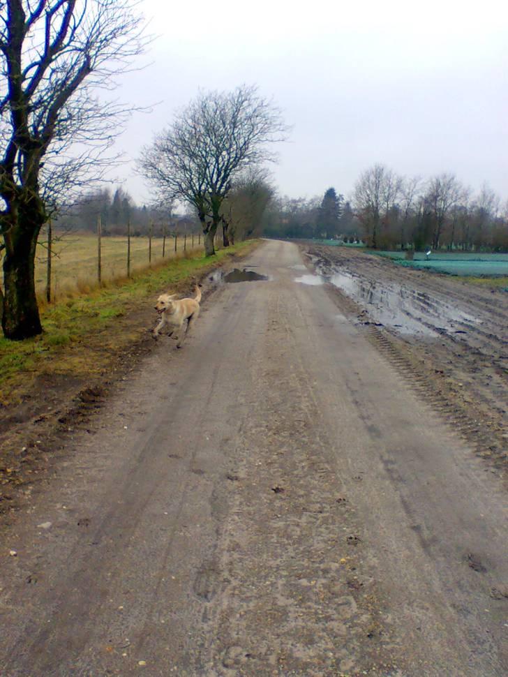 Blanding af racer Simba - uha...livet er skøøøønt... billede 4