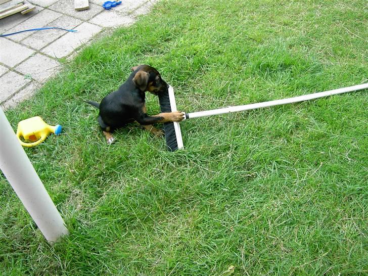 Blanding af racer King - Skal lige smage på dig.. billede 9