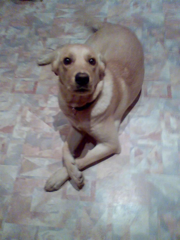 Blanding af racer Simba - tja... billede 5