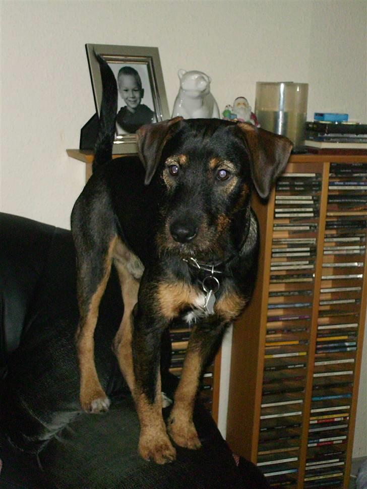 Blanding af racer King billede 10