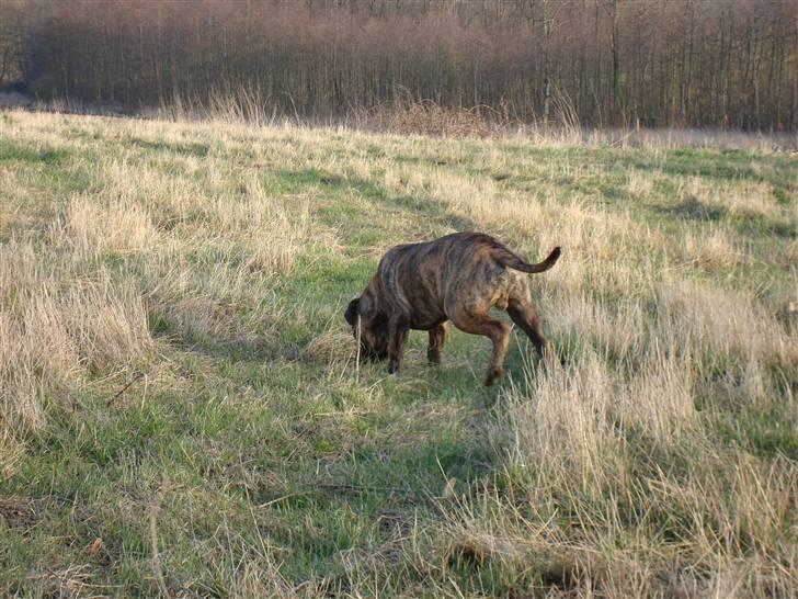 Bullmastiff Bullbjerggårds Bosco billede 7