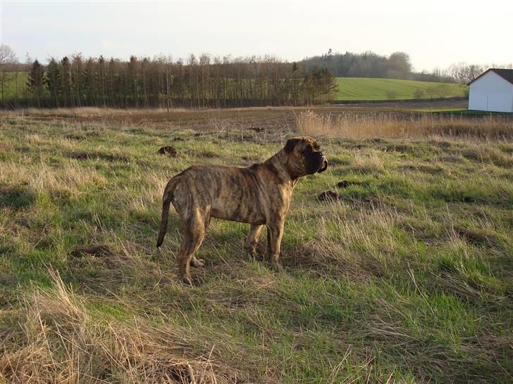 Bullmastiff Bullbjerggårds Bosco billede 8