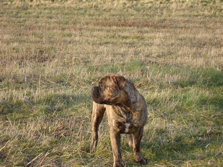 Bullmastiff Bullbjerggårds Bosco billede 9