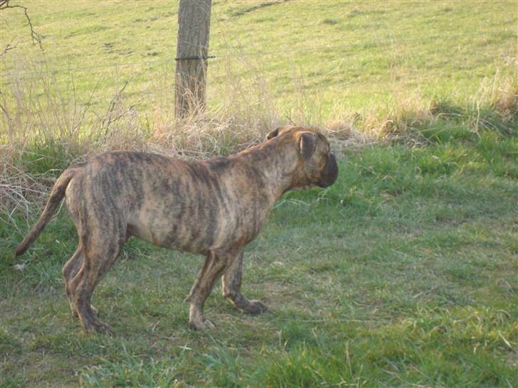 Bullmastiff Bullbjerggårds Bosco billede 10
