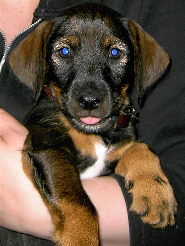 Blanding af racer King - Knap 2 måneder gammel her.. billede 11