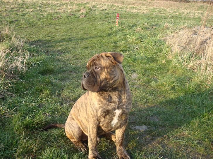 Bullmastiff Bullbjerggårds Bosco billede 11