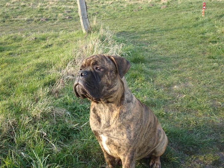 Bullmastiff Bullbjerggårds Bosco billede 12