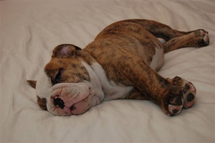 Engelsk bulldog Carla billede 2