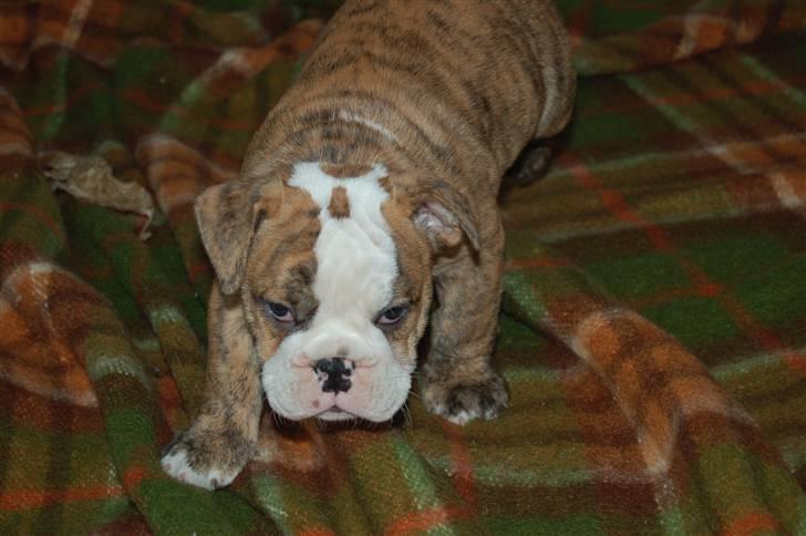 Engelsk bulldog Carla billede 3