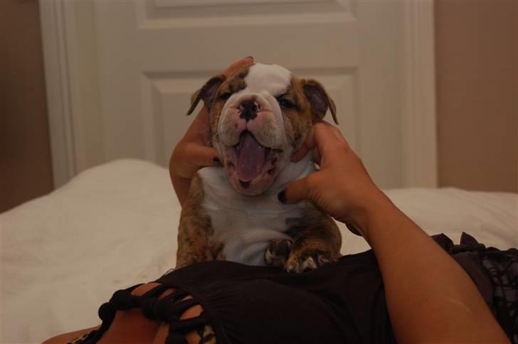 Engelsk bulldog Carla billede 4