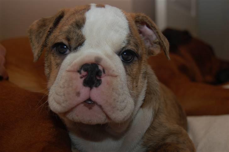 Engelsk bulldog Carla billede 5