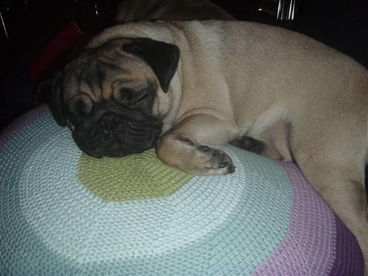 Mops Cutie Pie billede 1
