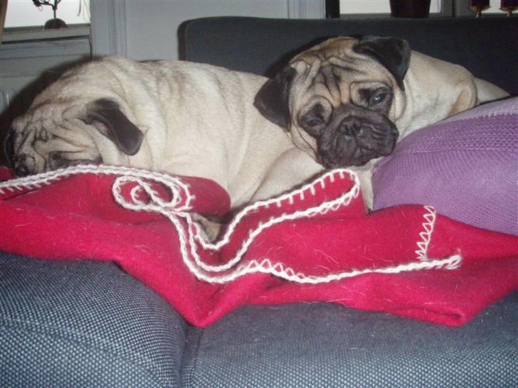 Mops Cutie Pie billede 2