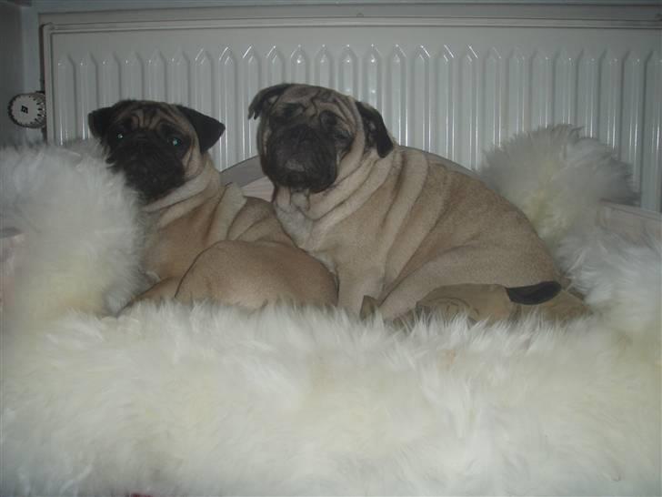 Mops Cutie Pie billede 3