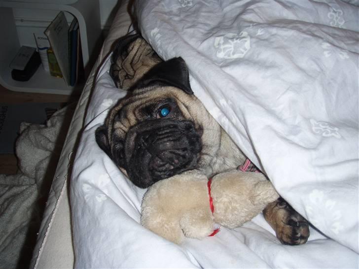 Mops Cutie Pie billede 4