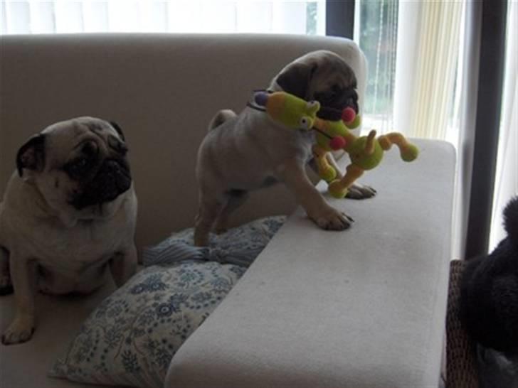 Mops Cutie Pie billede 5