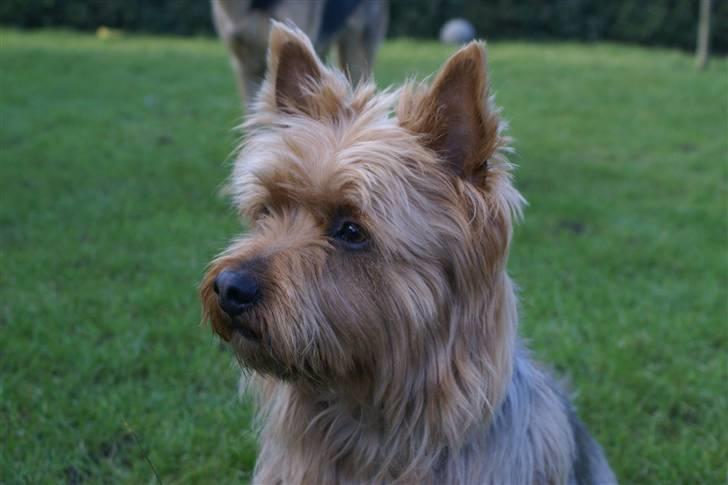 Australsk terrier Eddie - velkommen til Eddies profil (: billede 1