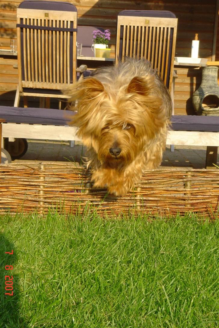 Australsk terrier Eddie - hopsa (: billede 2