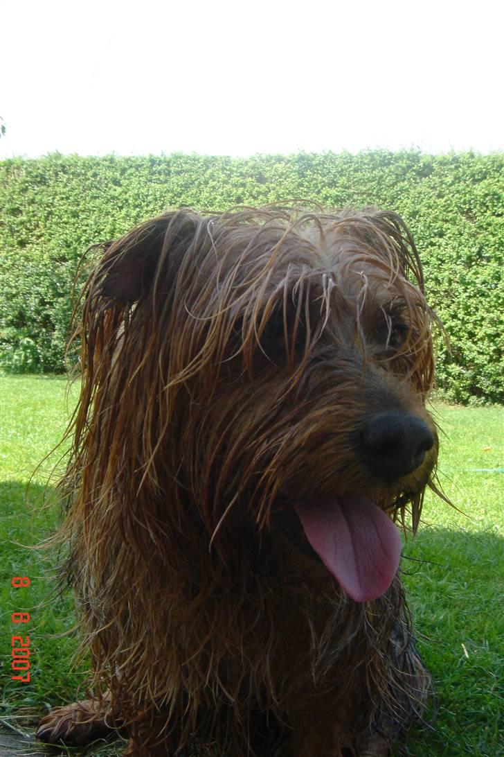 Australsk terrier Eddie - våååd hund xD billede 3