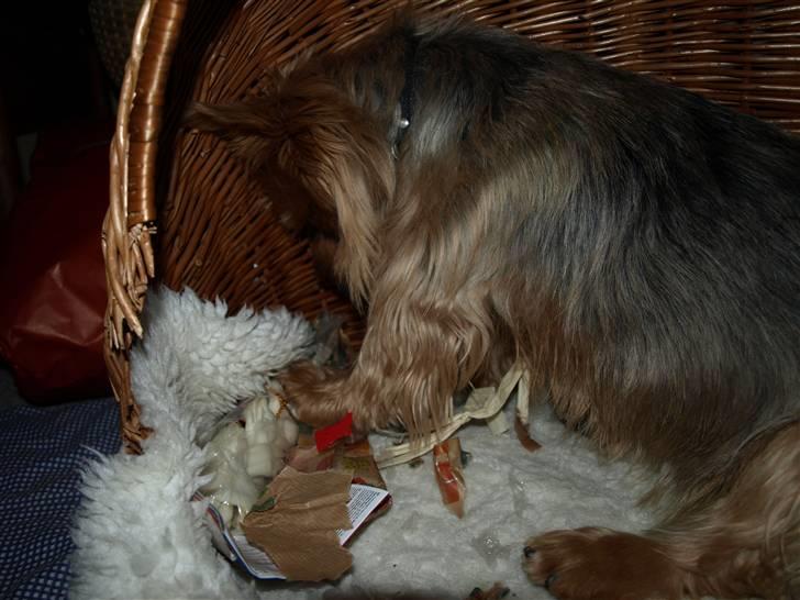 Australsk terrier Eddie - pakker min julegave op (: billede 4