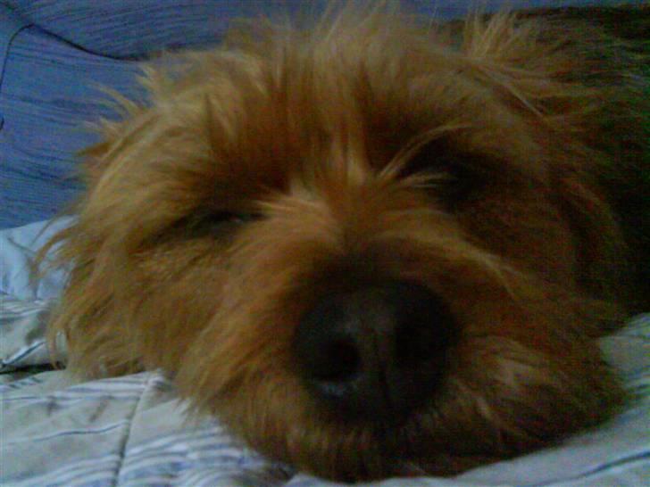 Australsk terrier Eddie - sover på sofaen (: billede 5