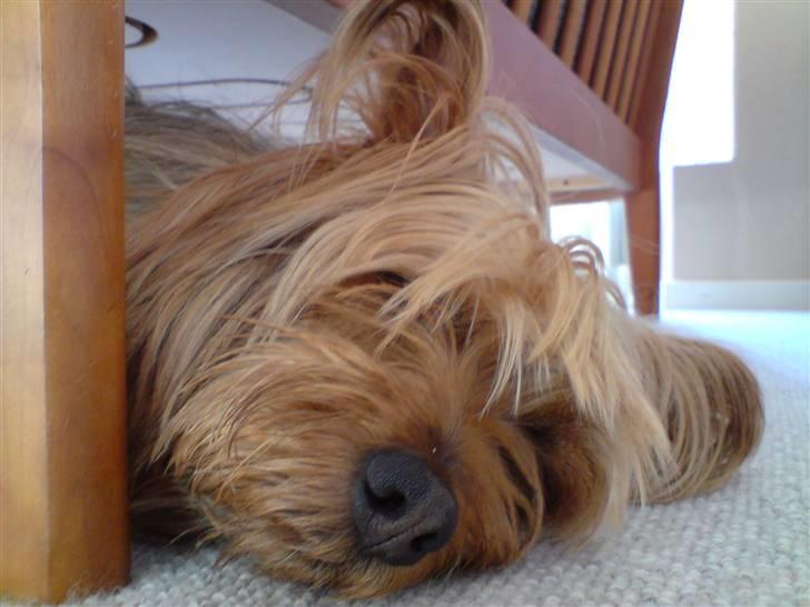 Australsk terrier Eddie - sover igen igen billede 6