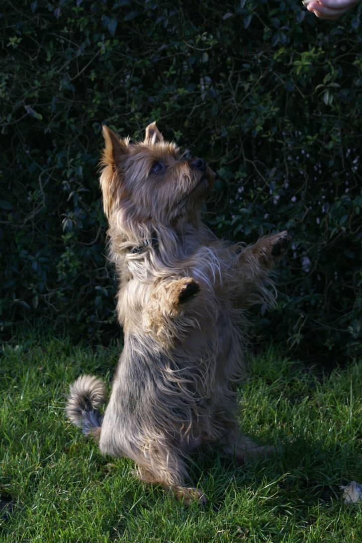 Australsk terrier Eddie - hands up trick xD billede 7