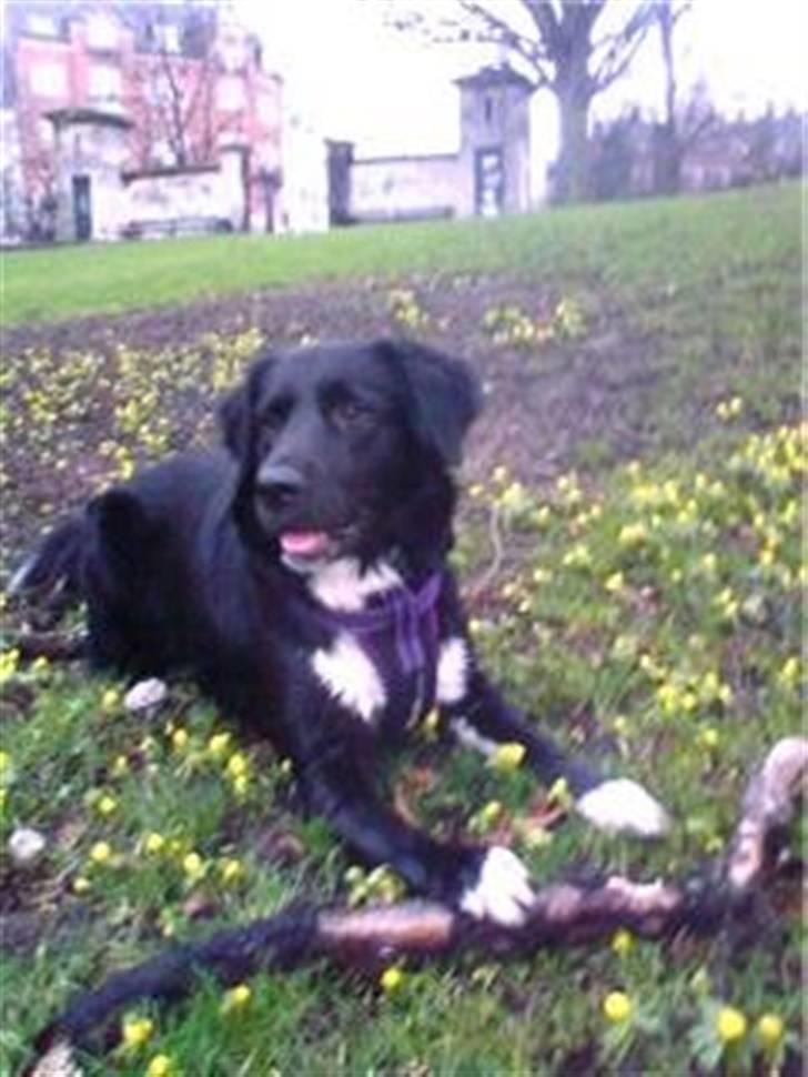 Blanding af racer Pelle billede 14