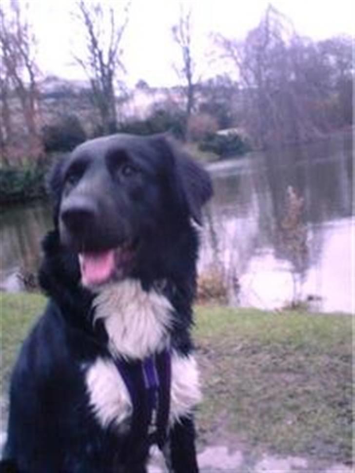 Blanding af racer Pelle billede 15