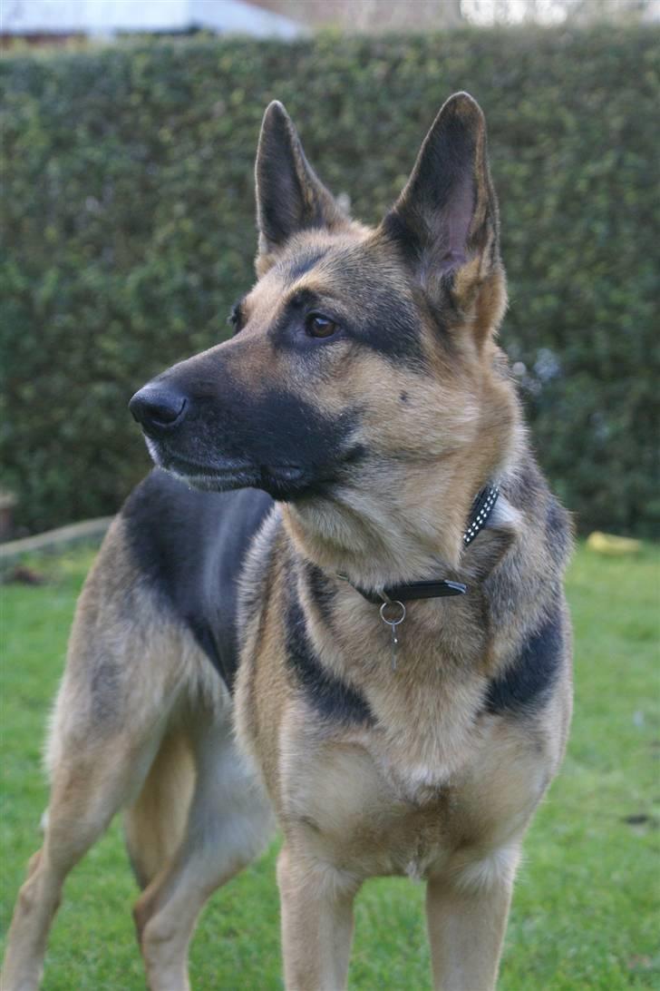 Schæferhund Chili - Velkommen til Chilis profil billede 1