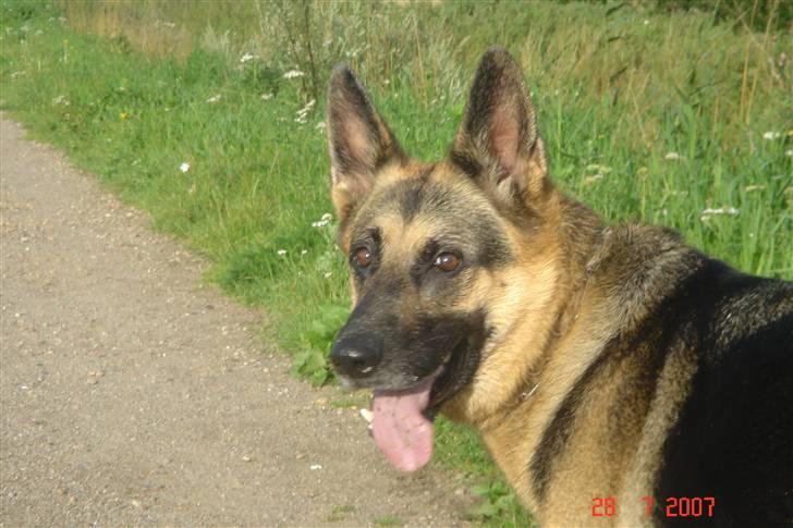 Schæferhund Chili - varm sommerdag ;) billede 2