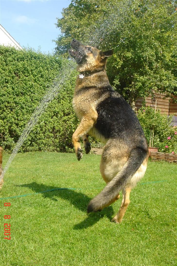 Schæferhund Chili - vaaaaand ;b billede 3