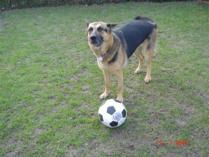 Schæferhund Chili - leg med mig mor .. billede 4