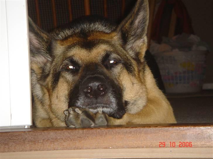 Schæferhund Chili - zzzzz  billede 5