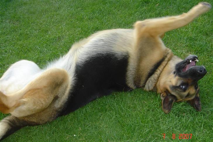 Schæferhund Chili - hihi jeg er fjollet ;o) billede 6