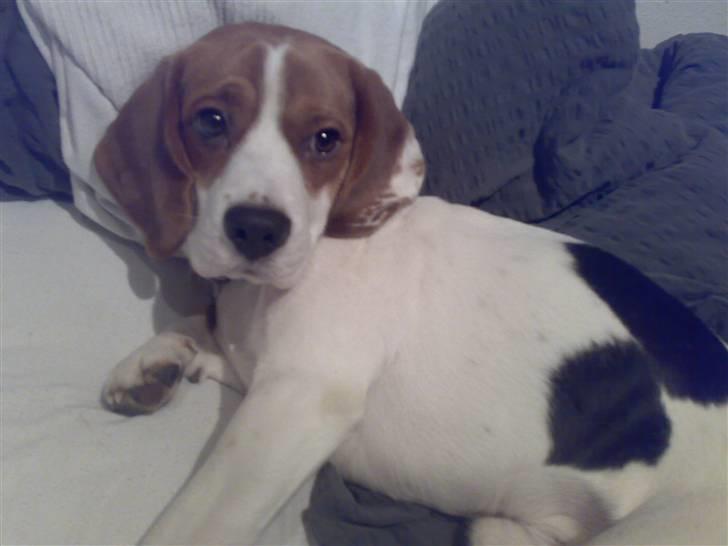 Beagle Ronaldo billede 1