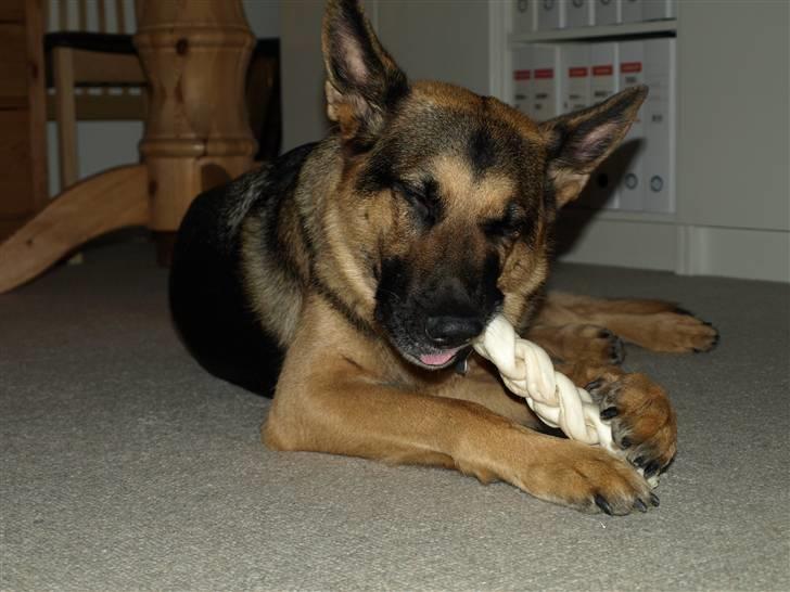 Schæferhund Chili - mums mums (: billede 7