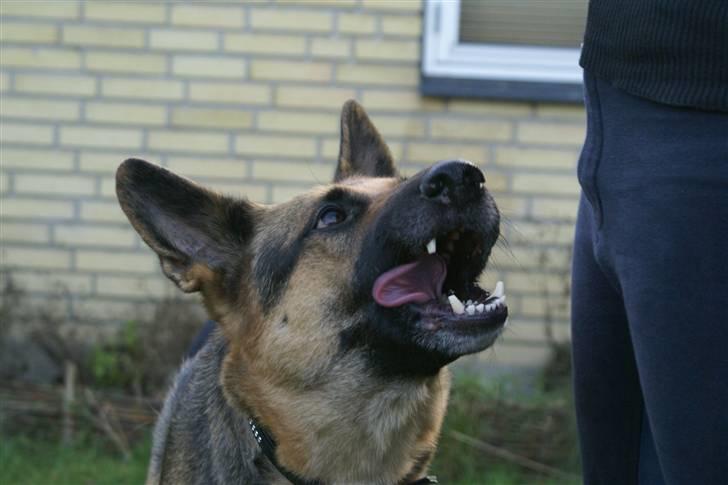Schæferhund Chili - lækkert :D billede 8