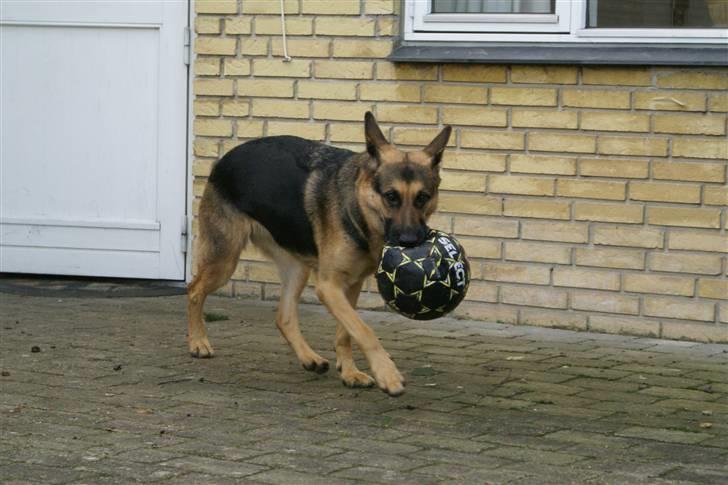 Schæferhund Chili - min dejlige bold hehe billede 9