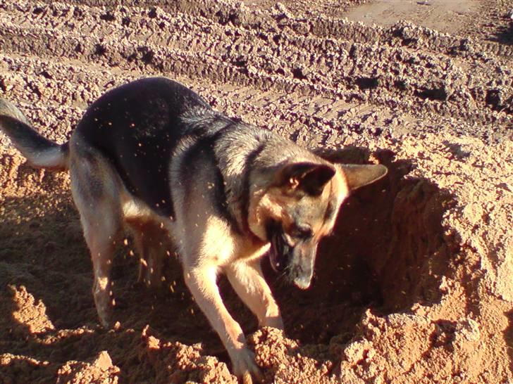 Schæferhund Chili - jeg graver ned til kineserne billede 10