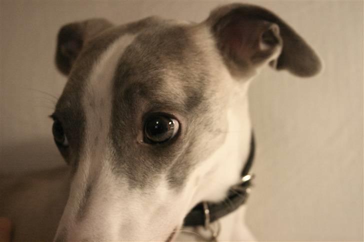 Whippet Rufus IX billede 15