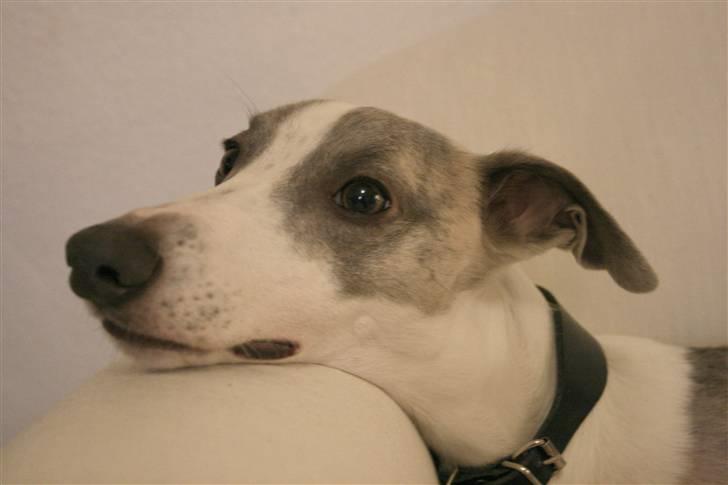 Whippet Rufus IX billede 16