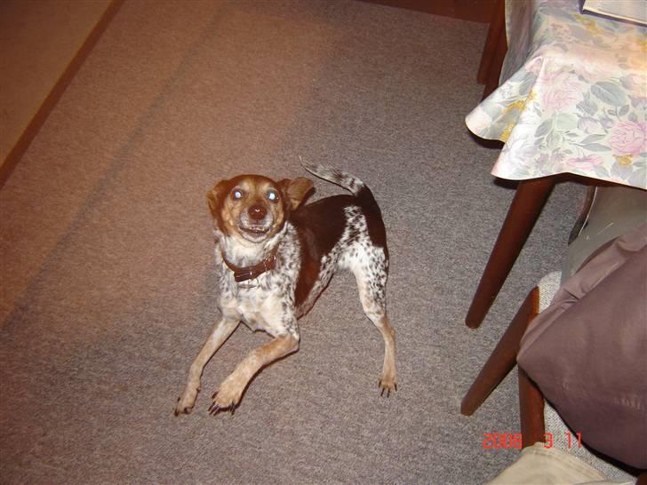 Dansk svensk gaardhund lolli - hej hvadså skal vi lege eller hvad billede 1