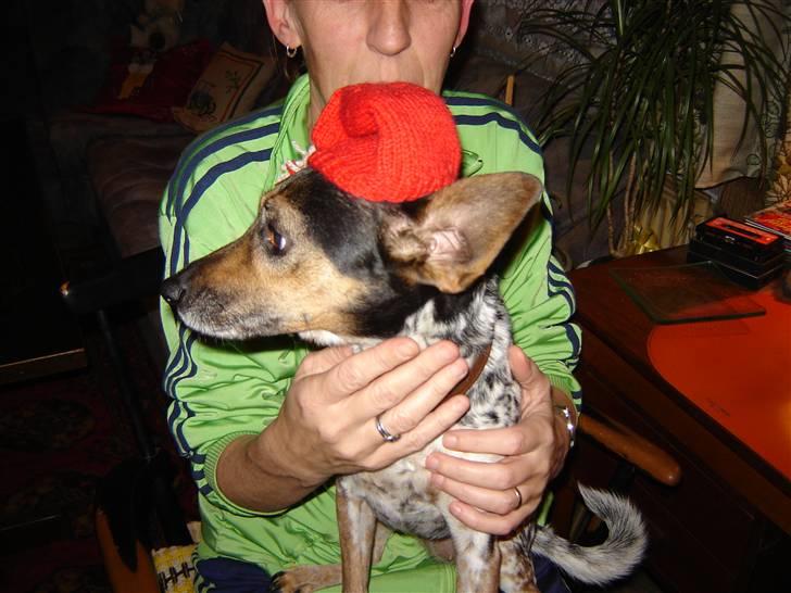 Dansk svensk gaardhund lolli - jeg har fået nissehue på det synes jeg ikk så meget om billede 2