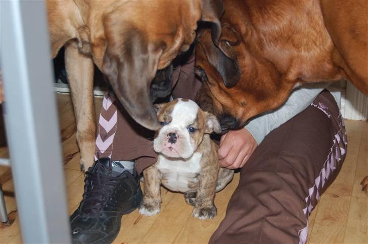 Engelsk bulldog Carla billede 6