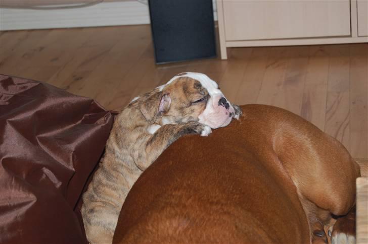 Engelsk bulldog Carla billede 7