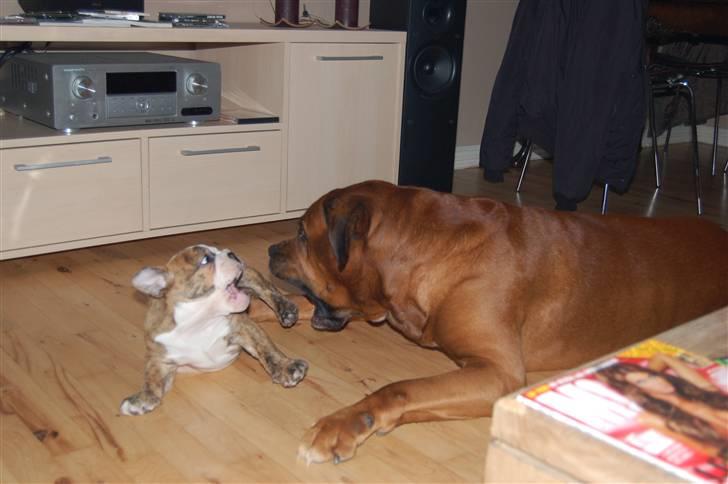 Engelsk bulldog Carla - Carla og "storebror" Bailey (blandings race) (han er oz at finde på hundegalleri) billede 8