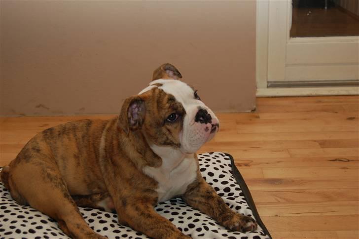 Engelsk bulldog Carla - Ser Tv billede 9